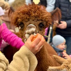 „Kapibary Jesieniary na Rynek”
