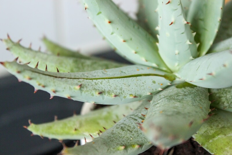 Aloes - właściwości i zastosowanie