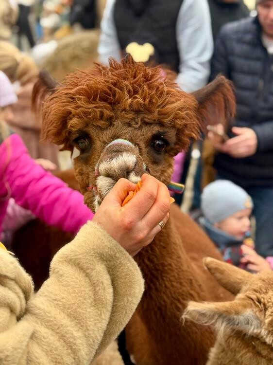 „Kapibary Jesieniary na Rynek” / fot. UM Mysłowice