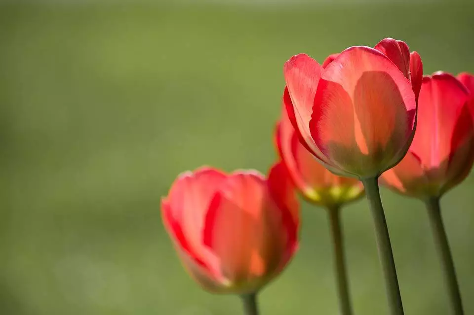 Udaremniona kradzież miejskich tulipanów / fot. Pixabay